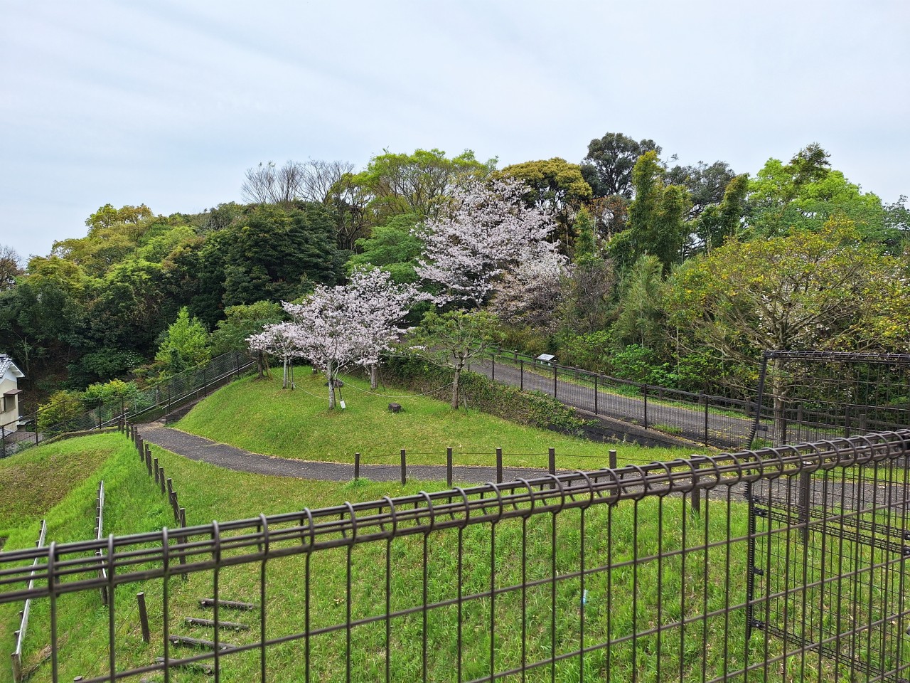 Galaxy A54 5G 標準1.0倍