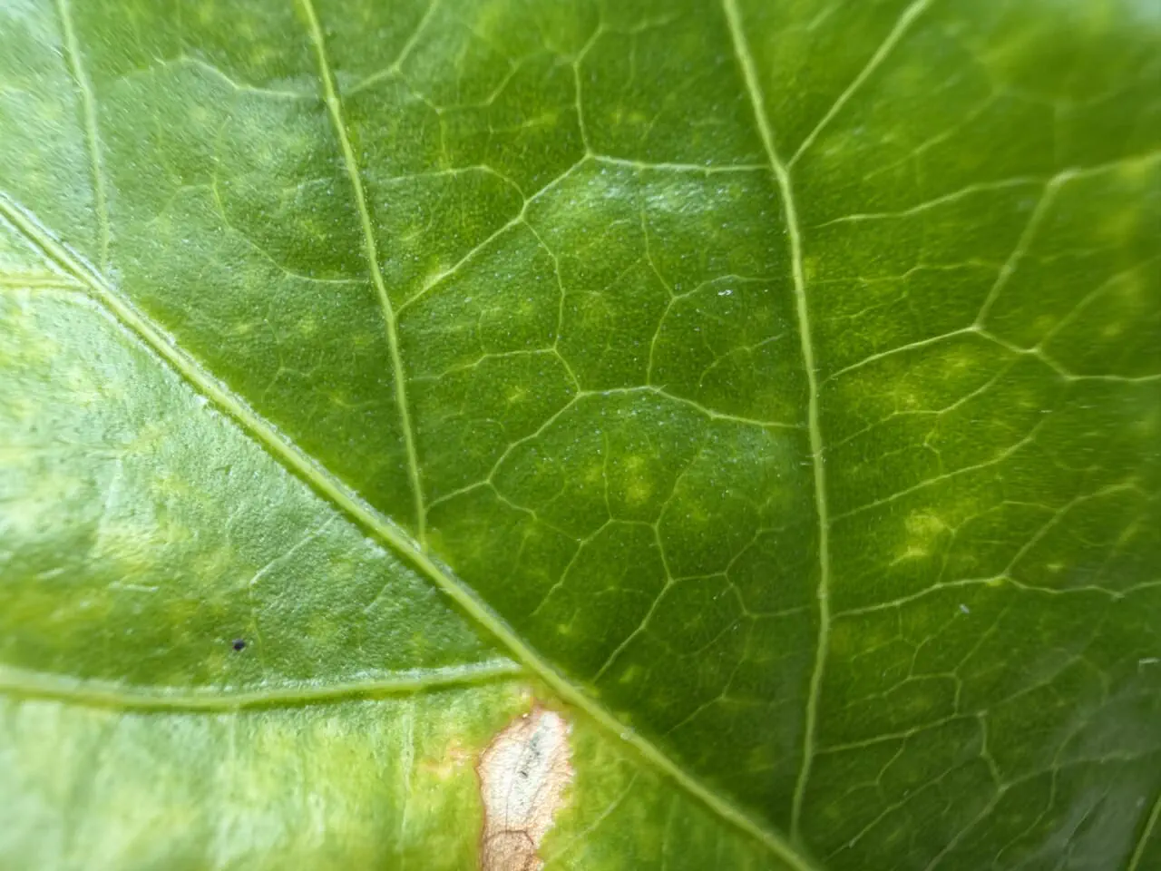 iPhone17 Pro Maxのマクロ写真