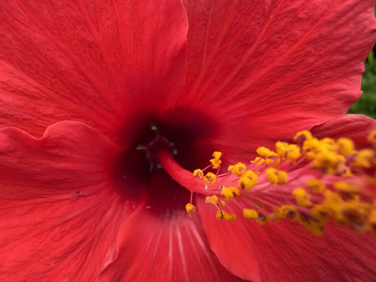 iPhone17 Pro Maxのマクロ写真