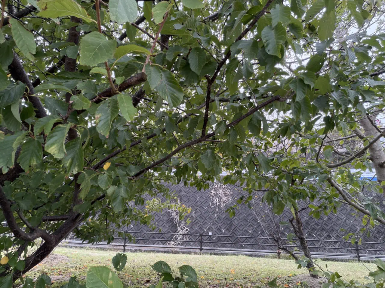 iPhone17 Pro Maxのフロントカメラ写真